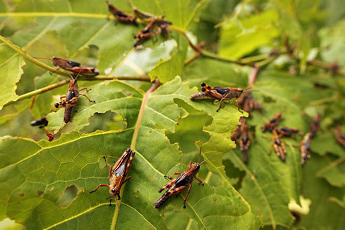 Control de Insectos